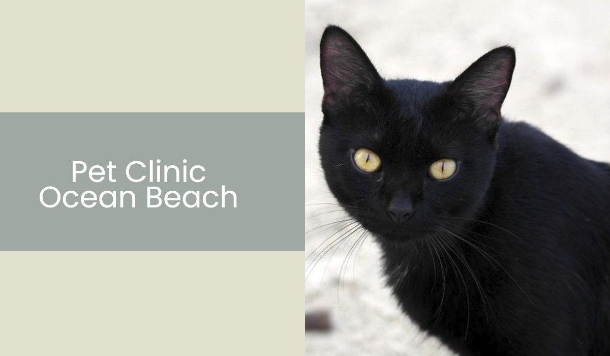 Pet-Clinic-Ocean-Beach